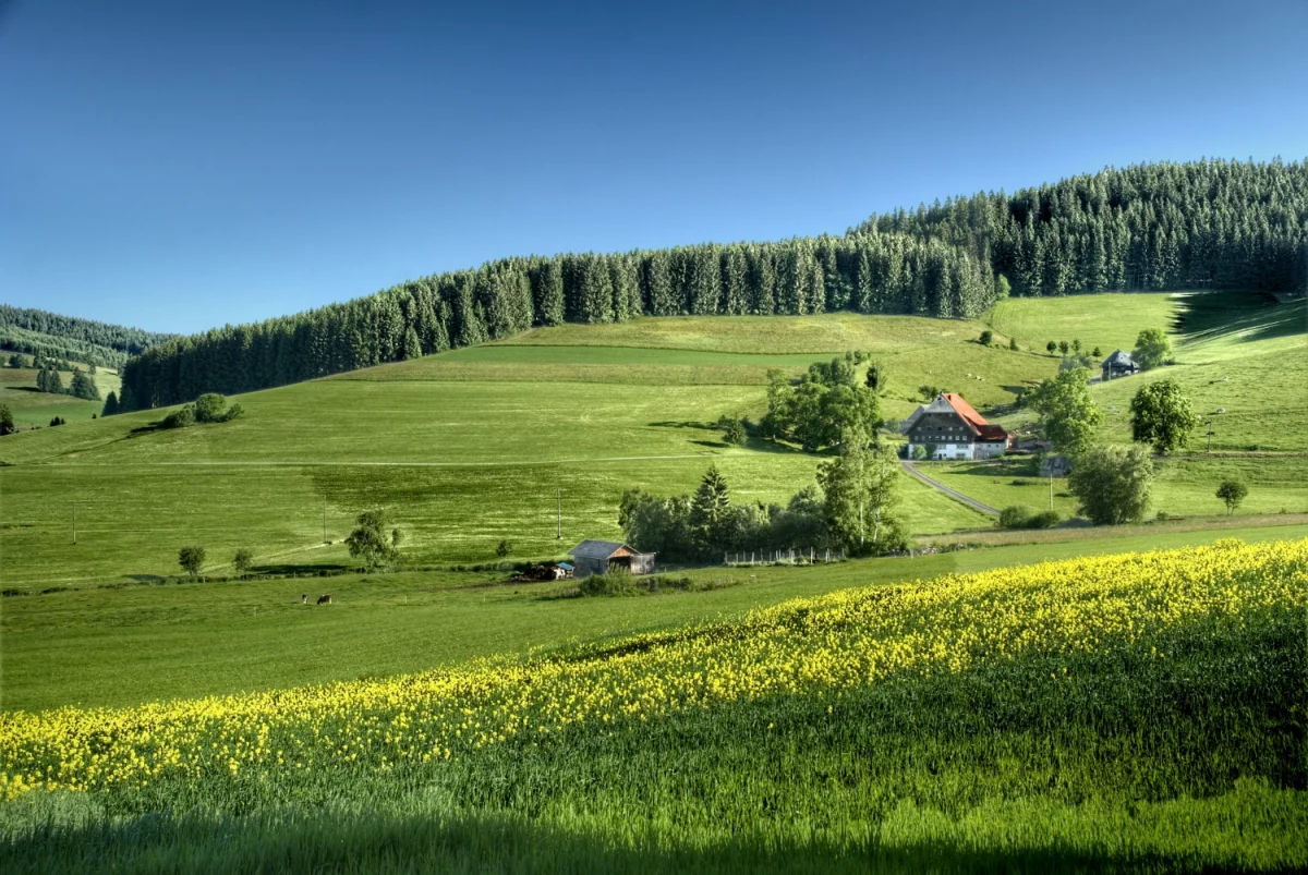 Biznes Kwiatowy: Jak Rozpocząć Swoją Przygodę w Świecie Florystyki?